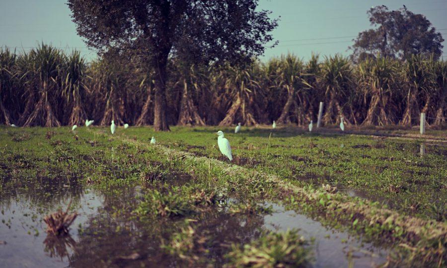 two white birds on green grass field near body of water during daytime